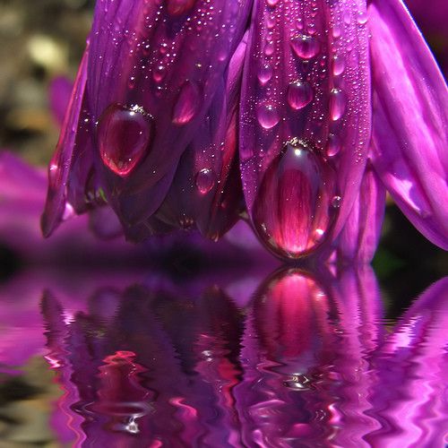 fleurs